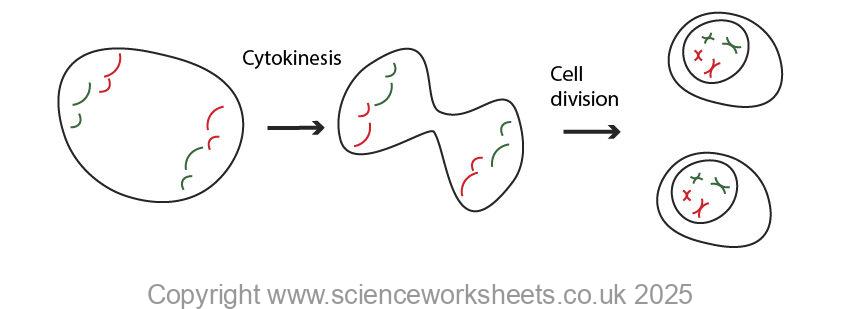 Cytokinesis of cell and cell division