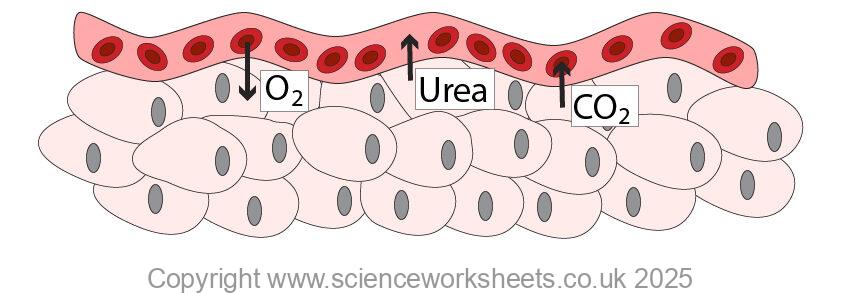 Diffusion between the blood and tissues, showing diffusion of urea, oxygen and carbon dioxide