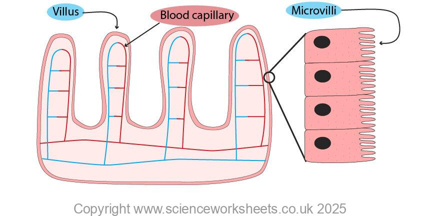Microvilli on villi to increase the surface area for diffusion