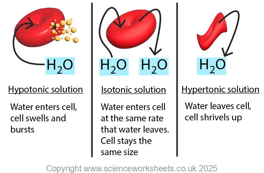 osmosis and red blood cells in hypotonic, hypertonic and isotonic solution