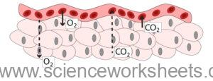 AQA GCSE Diffusion for multicellular organisms (Biology) - Science ...
