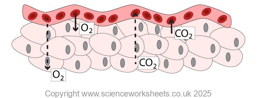 Slower diffusion in the tissues