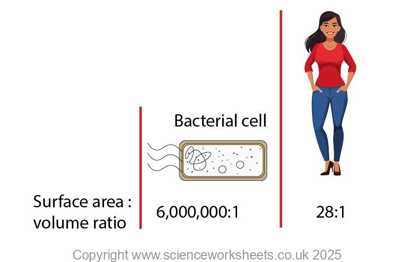 Surface area to volume ratio of a human compared to a bacterium