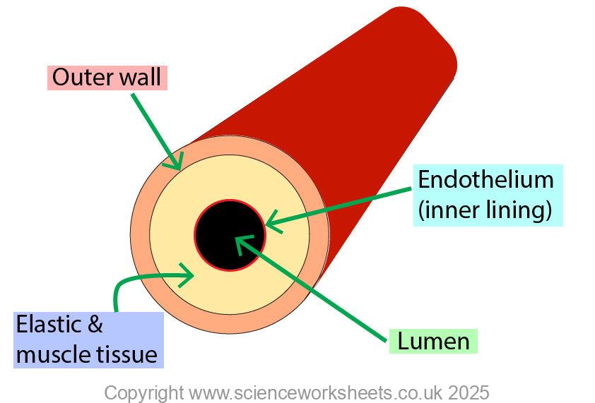 Labelled diagram of an artery
