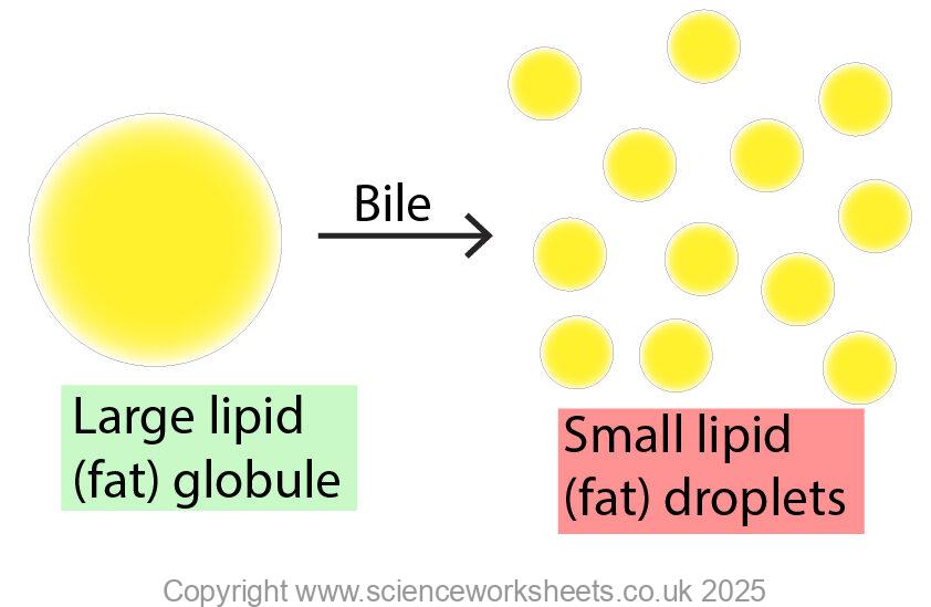 Emulsification of lipids to form smaller droplets of lipds, with increased surface area.