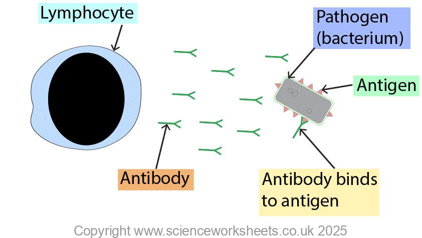 Lymphocyte producing antibodies that are binding to the antigens of the pathogens