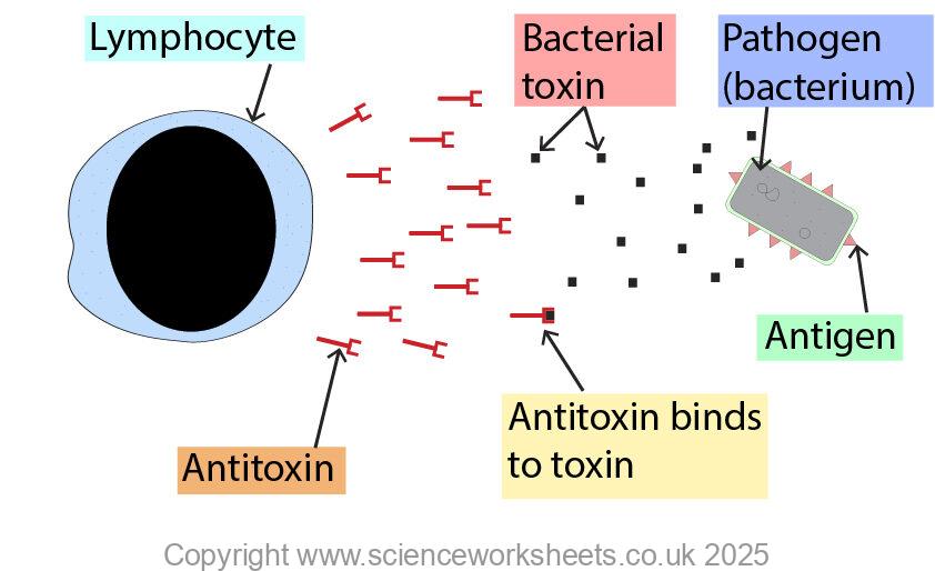 Lymphocytes produce antitoxins, which bind to toxins, to neutralise the toxins
