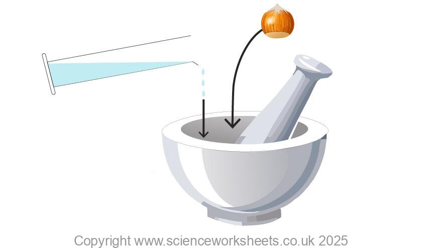 Using a pestle and mortar to grind up a food sample ready for food tests