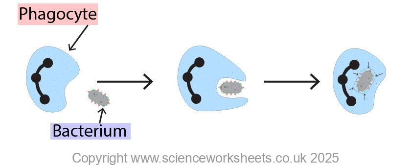 Phagocyte engulfing pathogen