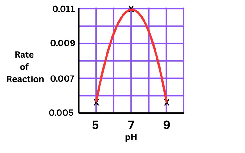 Graph for the rate of reaction of amylase