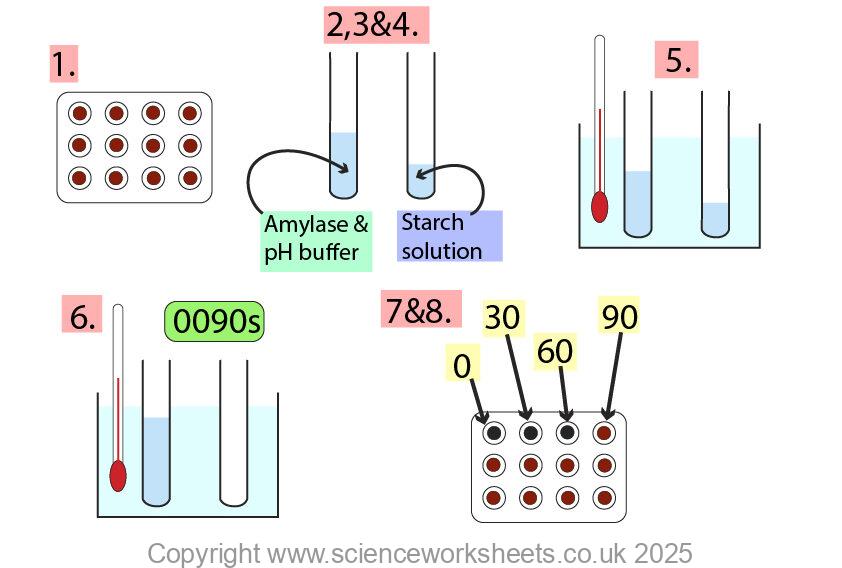 Rate of starch digestion by amylase practical steps