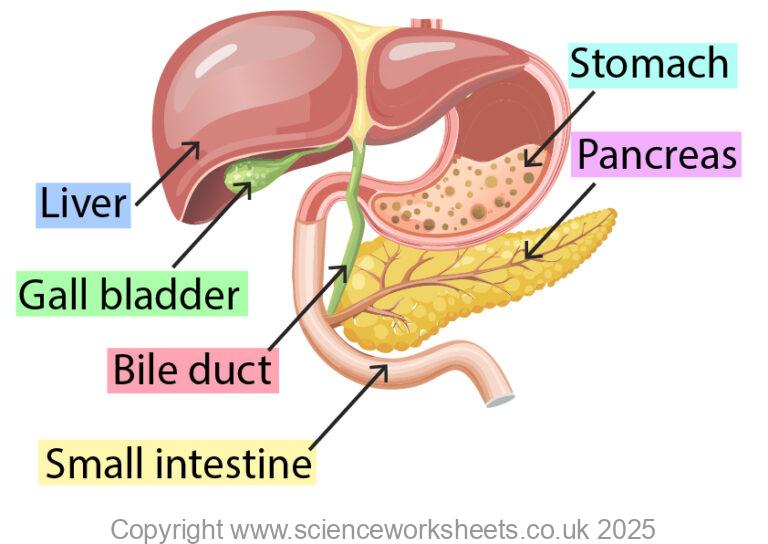 Digested Bile AQA GCSE Role of Bile in Digestion (Biology) - Science Worksheets