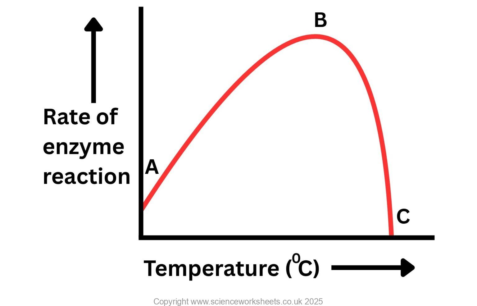 AQA GCSE Enzymes (Biology) - Science Worksheets
