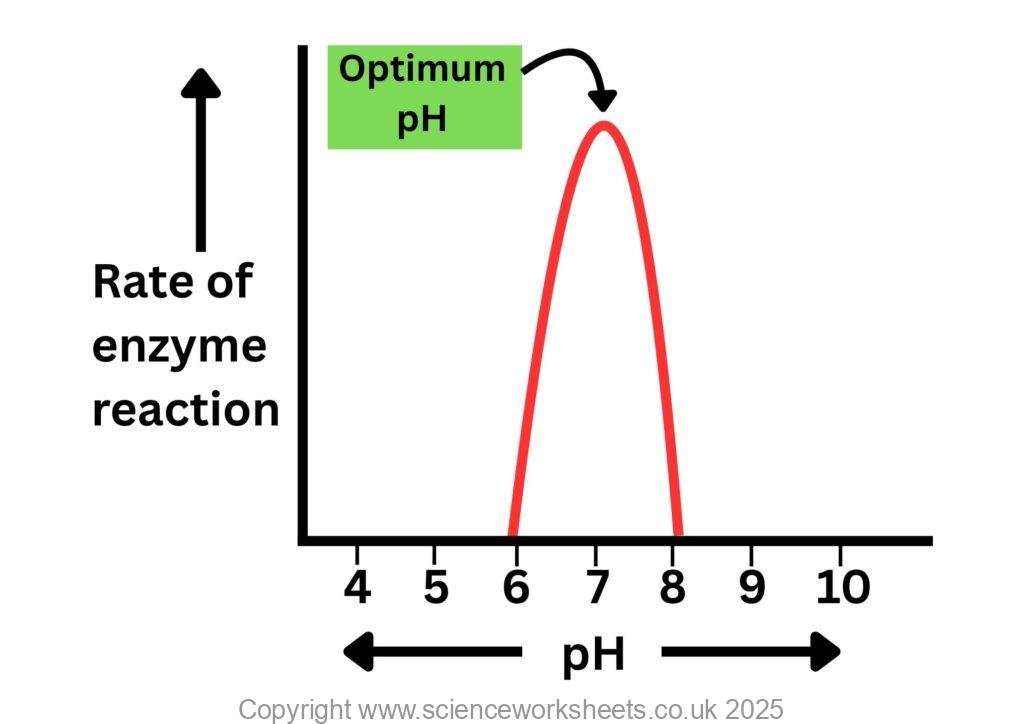 Enzyme Graphs All Types AQA GCSE Enzymes (Biology) - Science Worksheets