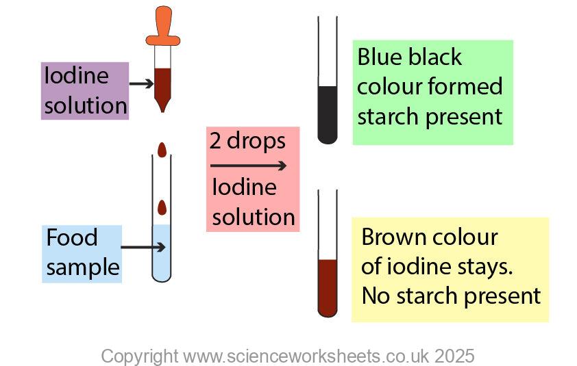 Testing a food sample for starch by adding 2 drops of iodine solution to the food sample