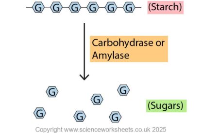 AQA GCSE Investigating the effect of pH on the rate of starch digestion ...