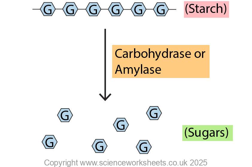 Action of amylase or carbohydrase breaking down starch into sugars.