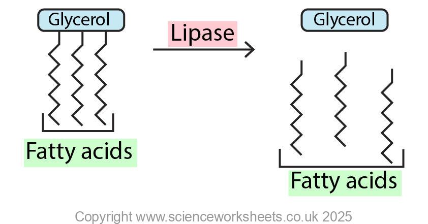 Action of lipase breaking down a lipid into fatty acids and glycerol
