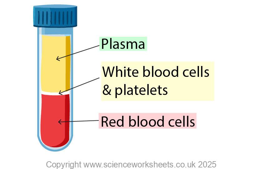 AQA GCSE Blood (Biology) - Science Worksheets