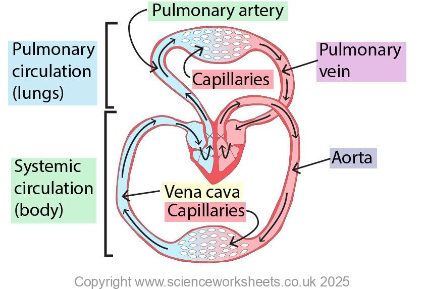Double circulatory system with pulmonary and systemic circulation