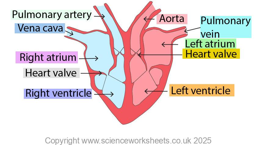 Labelled structure of the heart diagram