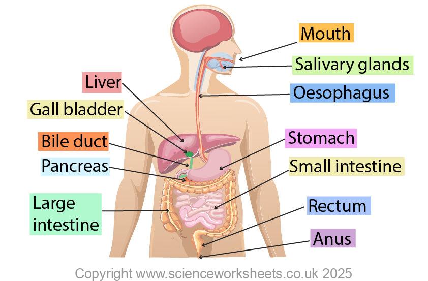 Digestion System Example AQA GCSE Digestion (Biology) - Science Worksheets