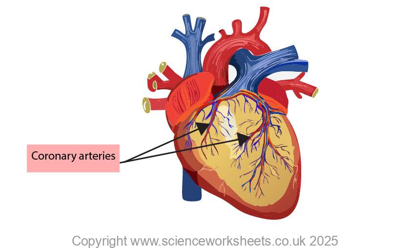 Outside structure of the heart with the coronary arteries.