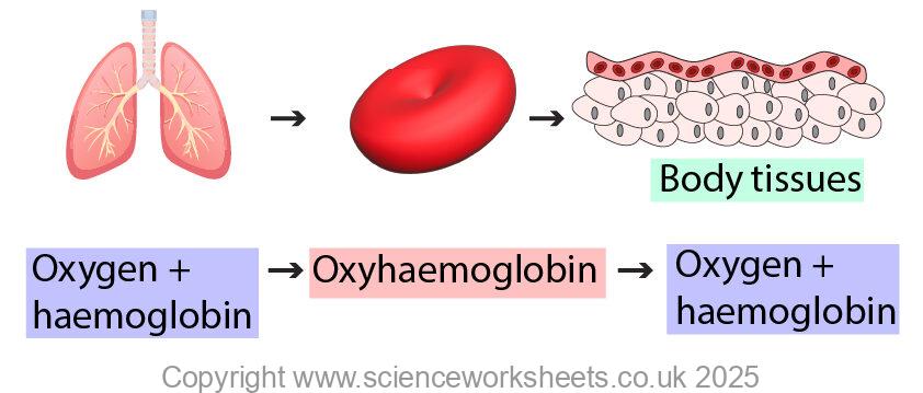 oxygen transport in animals with oxygen binding to haemoglobin to form oxyhaemoglobin