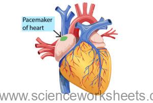 AQA GCSE Rate of blood flow (Biology) - Science Worksheets
