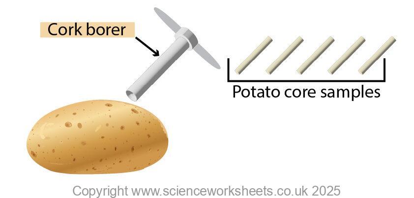 A cork borer being used to cut out 5 equal sized sections of potato