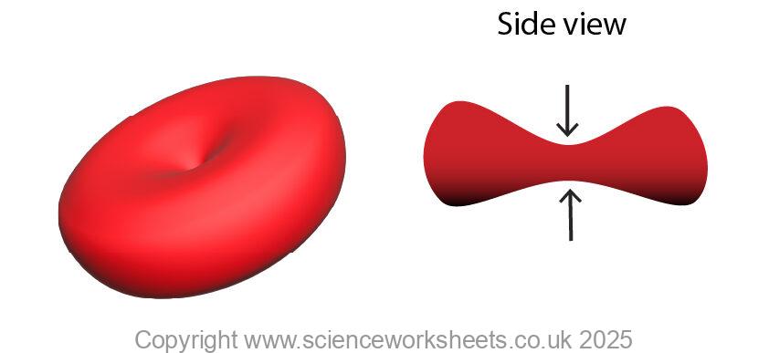 red blood cell with a biconcave disc shape, showing a large surface area to volume ratio for diffusion of oxygen