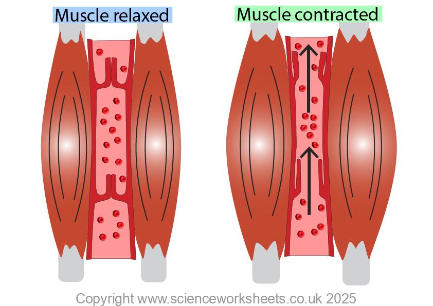 Skeletal muscle pump with a vein, showing valves in vein to prevent the back flow of blood
