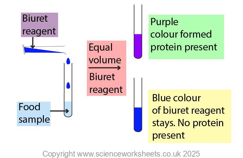 Using biuret reagent to test for the presence of protein in food.