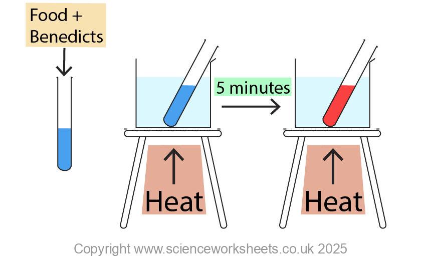 Testing for sugars by adding benedicts reagent to a food sample