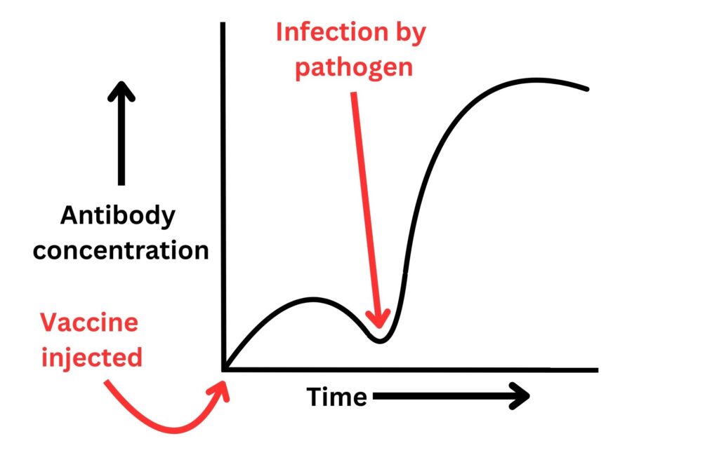 Graph showing antibody response after initial vaccine and then after infection with a pathogen