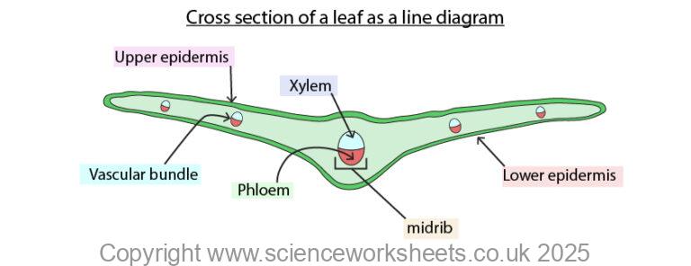 AQA GCSE Plant Organ System part 2 (Biology) - Science Worksheets