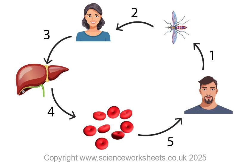Plasmosium life cycle for malaria transmision