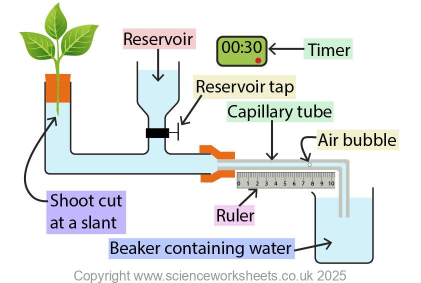 Potometer Design AQA GCSE Investigating Transpiration (Biology) - Science Worksheets