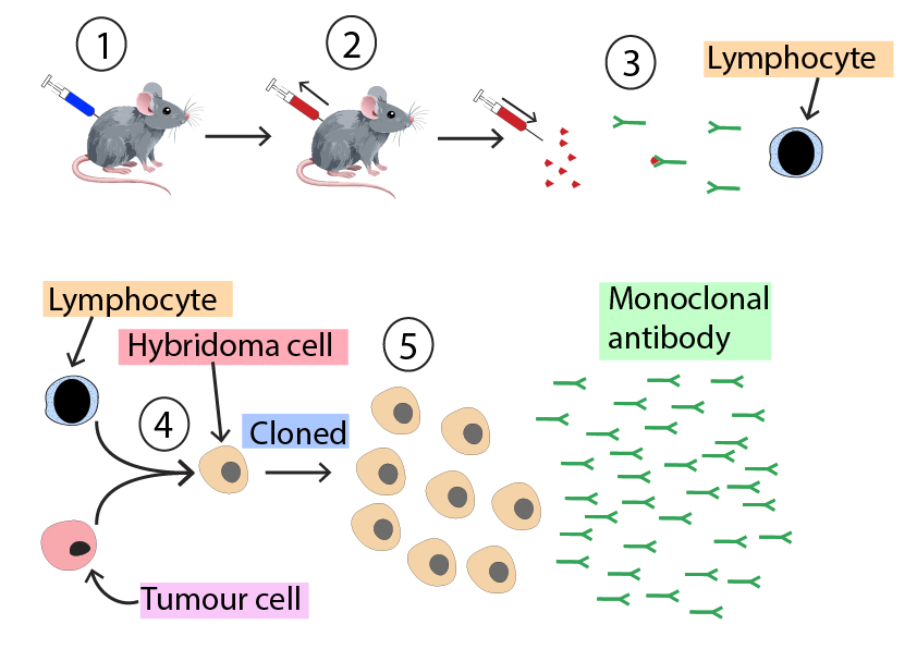 Producing monoclonal antibodies
