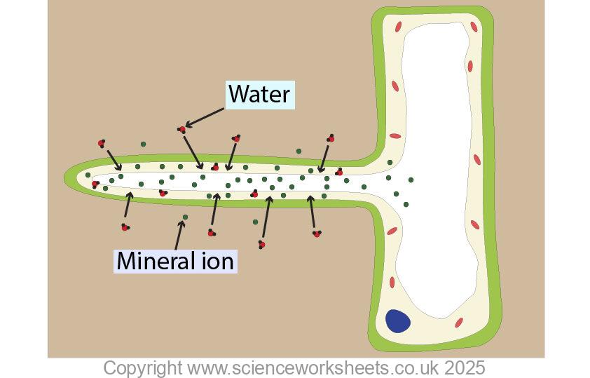 Osmosis in a root hair cell