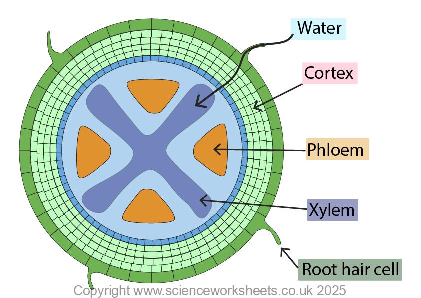 Root tissue showing pathway of water across the root