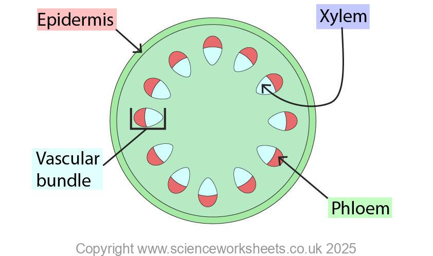 Structure of a stem in a plant. Showing vascular bundle, phloem, epidermis and xylem
