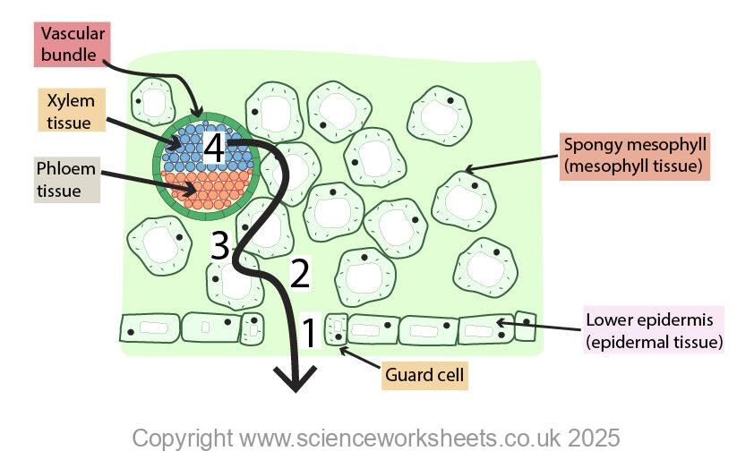 Transport of water across a leaf from xylem to air spaces, then diffusion of water vapour of the stomata