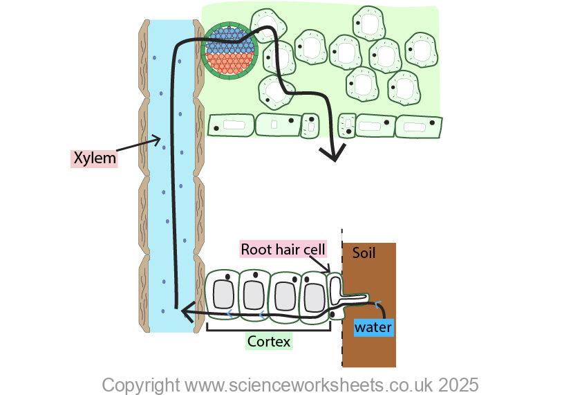 Transpiration stream with root cortex, xylem and leaf