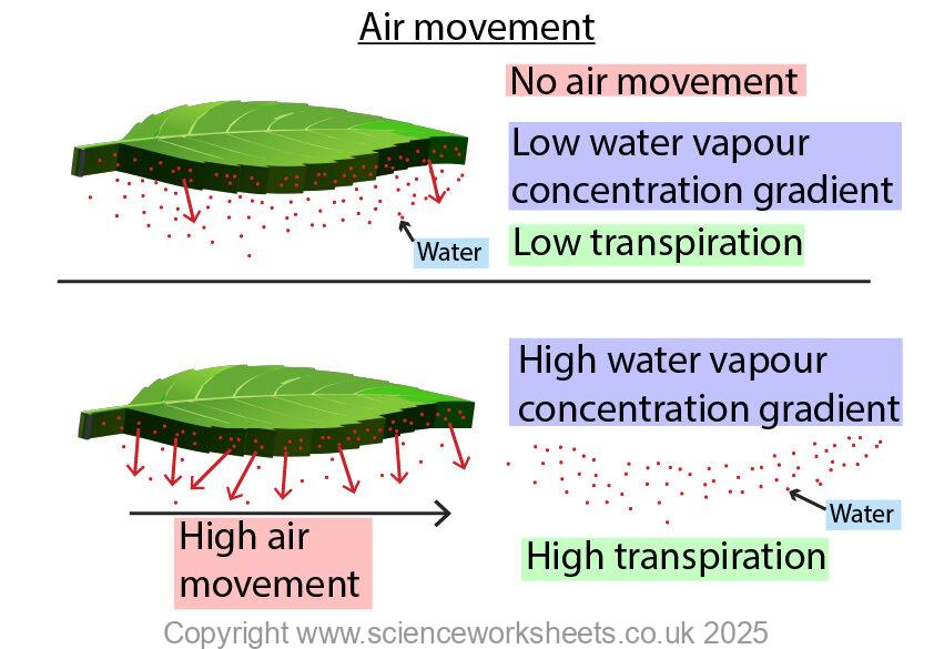 Air movement and transpiration