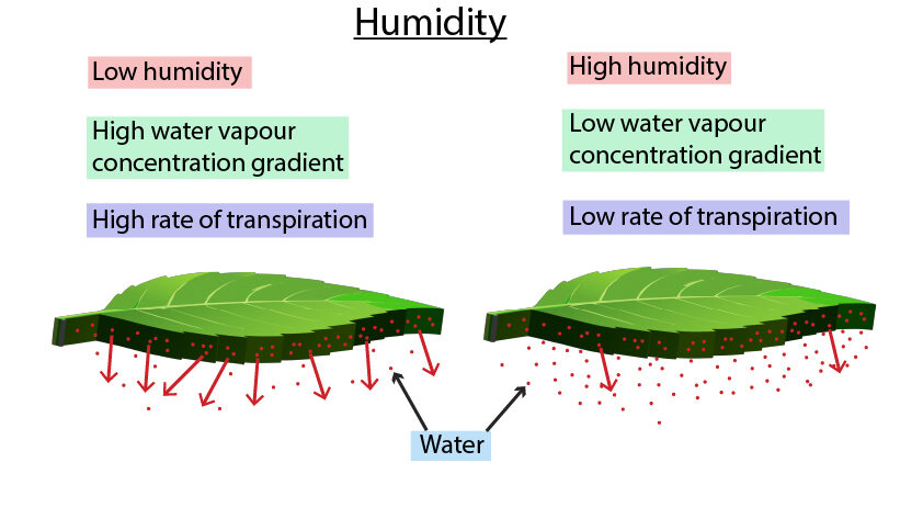 Humidity and rate of transpiration