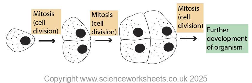 Cell division using mitosis