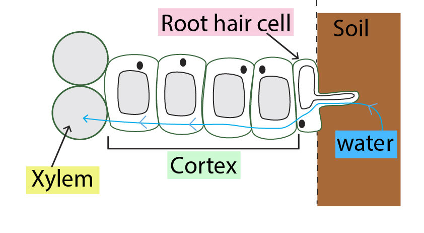 Movement of water from root hair cell to xylem, across the cortex
