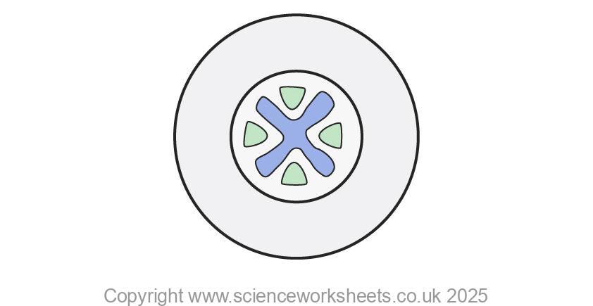 Root structure of a plant question