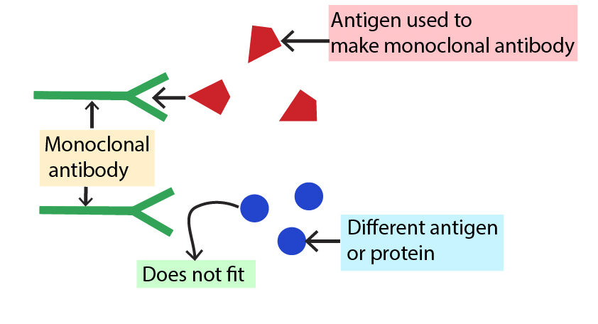 Diagram to show that monoclonal antibodies only bind to one antigen or protein